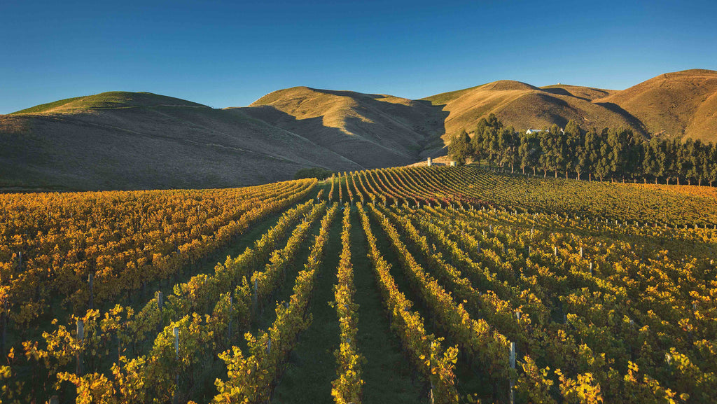 Introducing Lele Wines