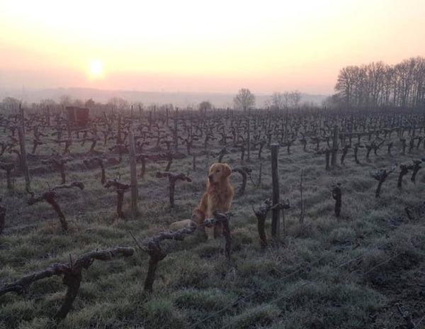 Cult Wines of the Loire